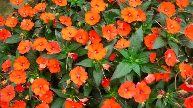 Setor de flores em vasos supera a Covid-19 e encerra 2020 com crescimento de 10%