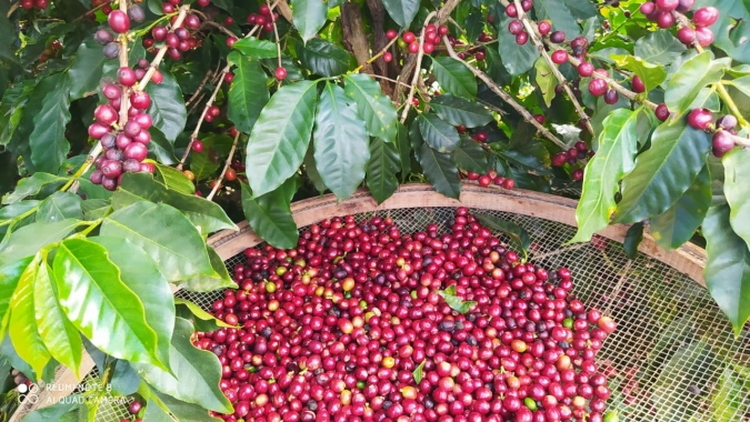 Café: Oferta limitada mantém os futuros testando novos patamares nas bolsas internacionais nesta 5ª feira (30)