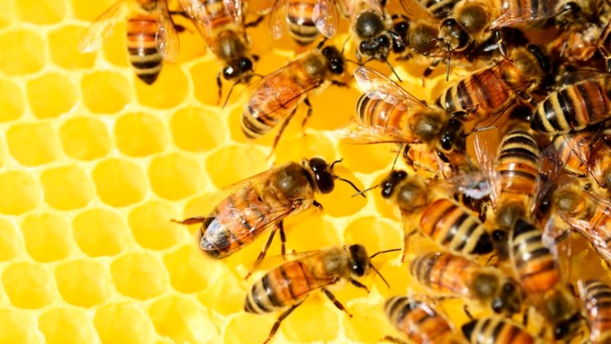 Comissão Europeia proíbe pesticida da Bayer associado a danos em abelhas