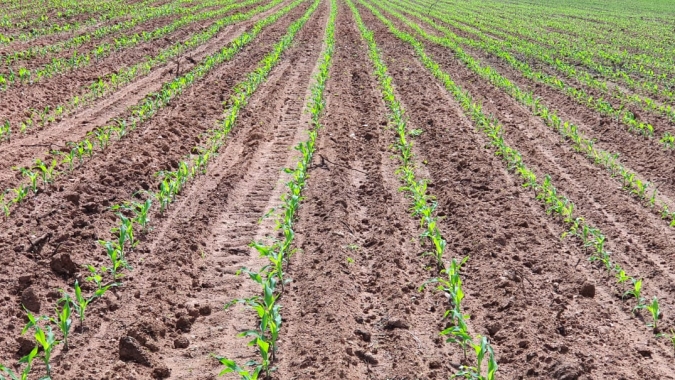 Plantio do milho avança para 26,3% na Argentina e BCBA destaca necessidade de novas chuvas