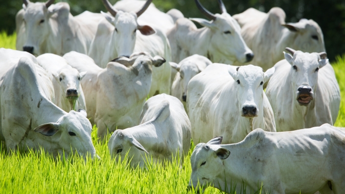 Agrobrazil: Cenário desta terça-feira é de firmeza e otimismo para o produtor