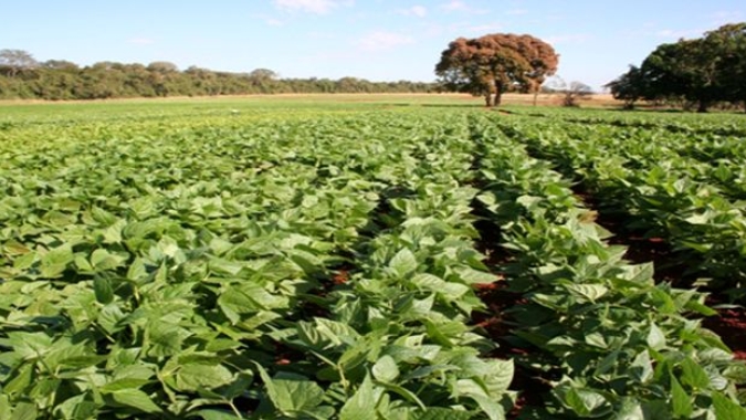 Deral destaca aumento de 33% na área de feijão e divulga estimativa da safra de inverno no Paraná