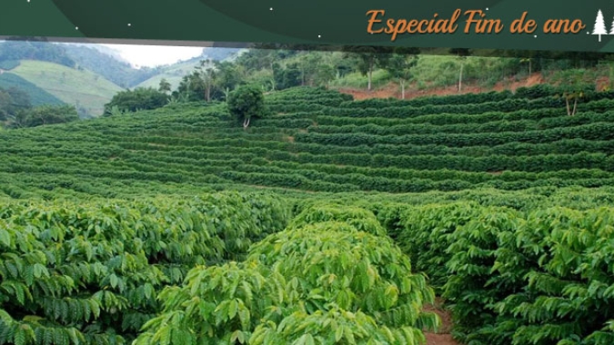 Pesquisa revela potencial catarinense para produzir café especial
