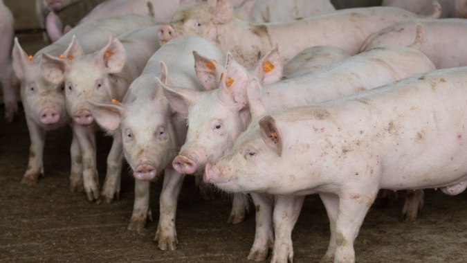 ABPA comemora habilitação das primeira plantas de carne suína para o Canadá