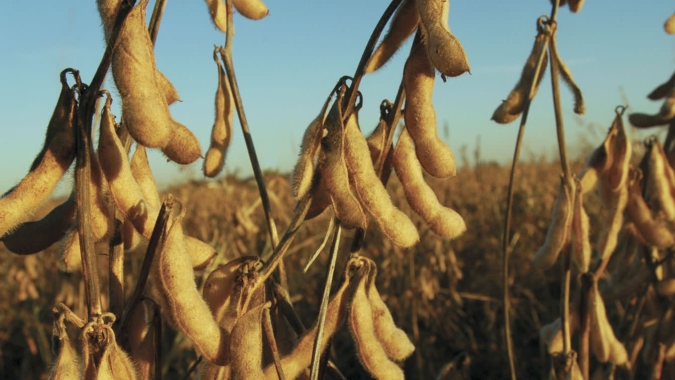 Soja inicia semana de novo USDA testando leves altas na Bolsa de Chicago nesta 2ª