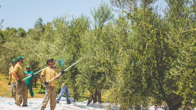 Safra 2021 de oliveiras traz boas expectativas aos produtores