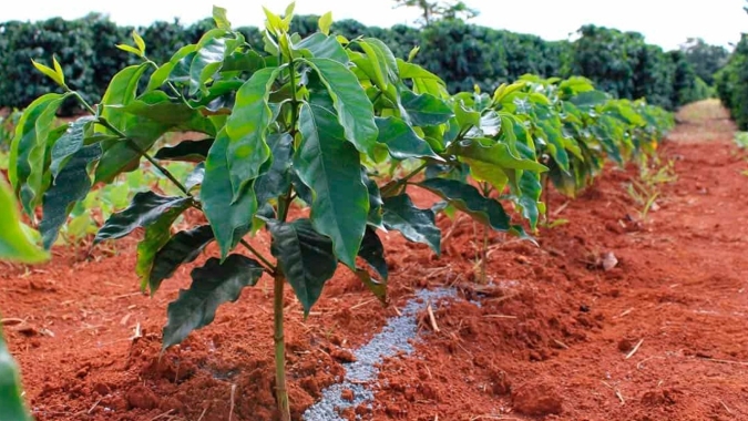 Cenário favorável: relação de troca para o café segue em tendência de queda e muito mais acessível