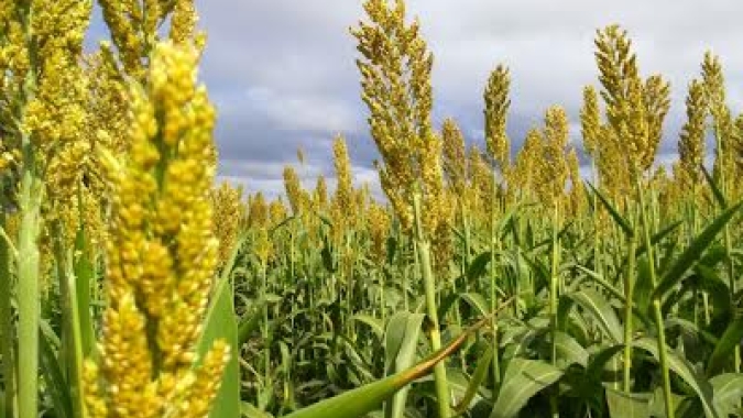 Secretaria de Estado da Agricultura e Pecuária fortalece projeto de incentivo ao cultivo de sorgo granífero para produção de ração animal