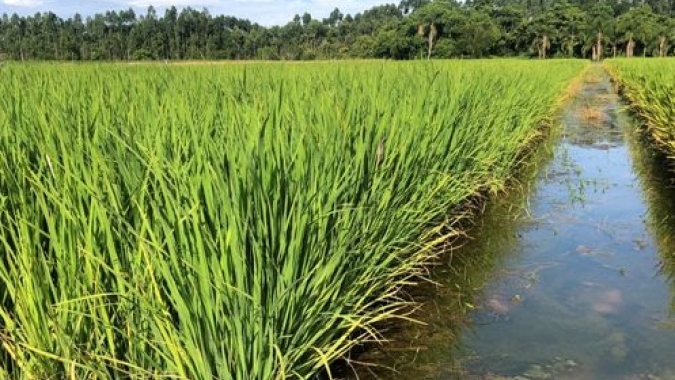 Arrozeiros buscam queda da taxa de juros no Plano Safra 2020/2021