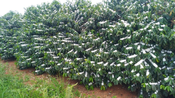 Primeira florada abre no Paraná: Produtores agora esperam mais chuvas na região de Carlópolis