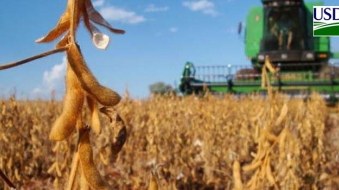 USDA informa colheitas de soja e milho nos EUA acima das expectativas do mercado