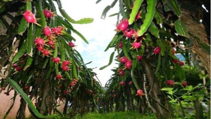Pitaia ganha espaço entre agricultores familiares assentados em Goiás