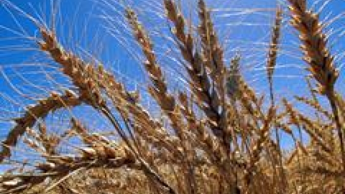 USDA: Vendas semanais de trigo dos EUA da safra 22/23 totalizam 348,1 mil t; dentro das expectativas
