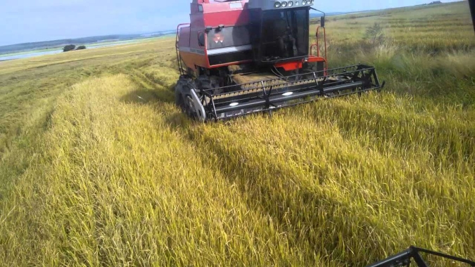 Colheita do arroz chega perto da metade no RS com produtividades excelentes