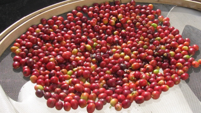 Futuros do arábica atingem mínima de 3 meses nesta 6ªfeira, com robusta em mínima de 2 meses