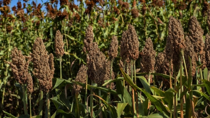 Zoneamento agrícola do sorgo forrageiro já está disponível para produtores rurais