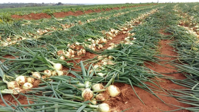 Com recuperação de safra, Santa Catarina se mantém como o maior produtor de cebola do país