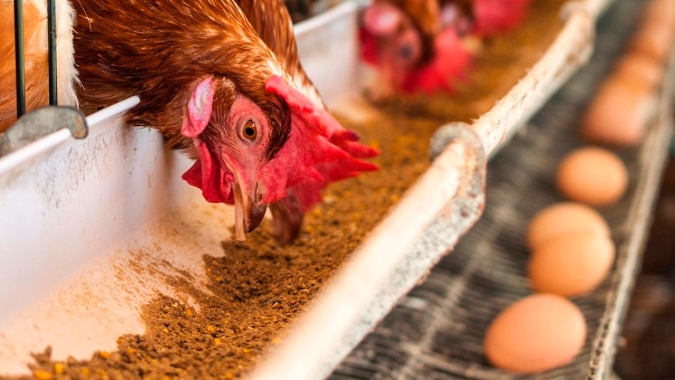 Nos 7 primeiros meses de 2021, preços do frango e do ovo evoluíram menos que os da cesta básica paulistana