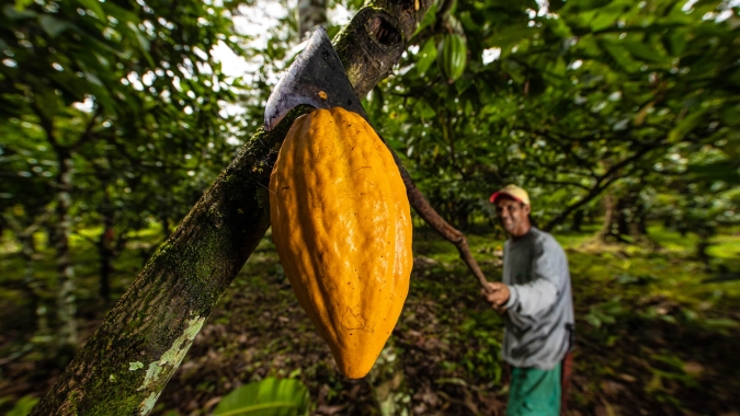 Cacau testa leves altas na manhã desta 2ª em Nova York