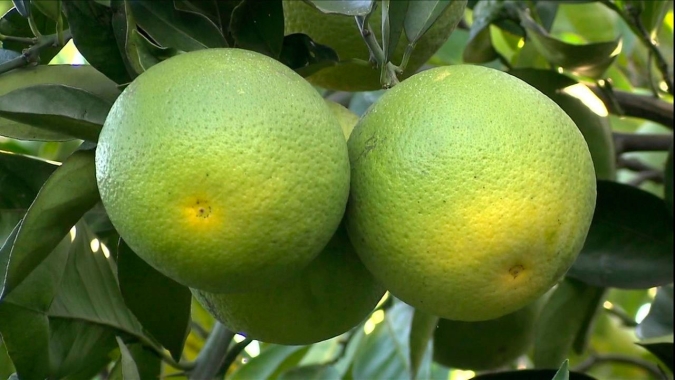 Safra de laranja 25/26 de polo citrícola do Brasil termina com alta de 26,9%, diz Fundecitrus