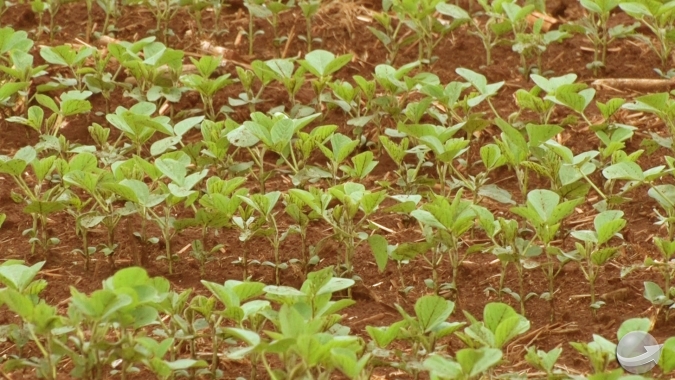 Maranhão deve encerrar plantio da soja ainda neste mês e espera aumentar produtividade da safra passada