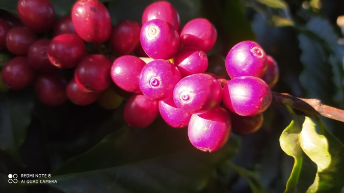 Café: Mercado mantém baixas após embarques e Londres e NY recuam