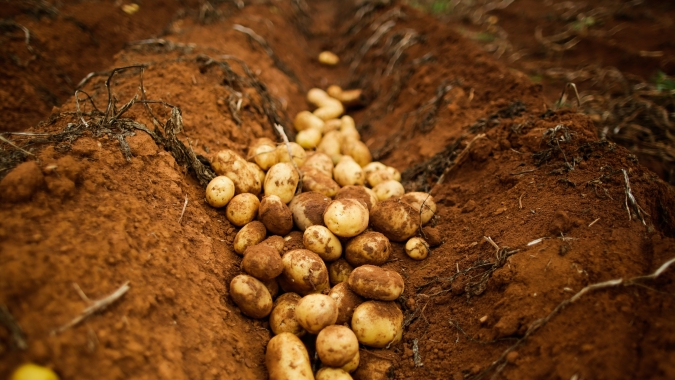Dados mostram que batatas lideram o crescimento de preços na Rússia em 2025
