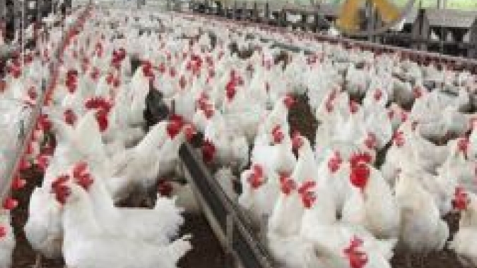 Frango/Cepea: Oferta da carne aumenta; preços recuam