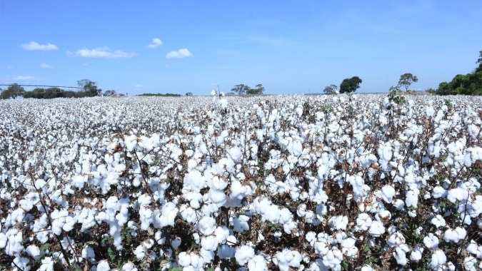 MS plantou 27% menos algodão e falta de chuvas pode impactar na produtividade