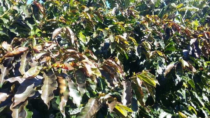 Brasil arranca alguns cafezais queimados por geadas; grãos podem ocupar áreas