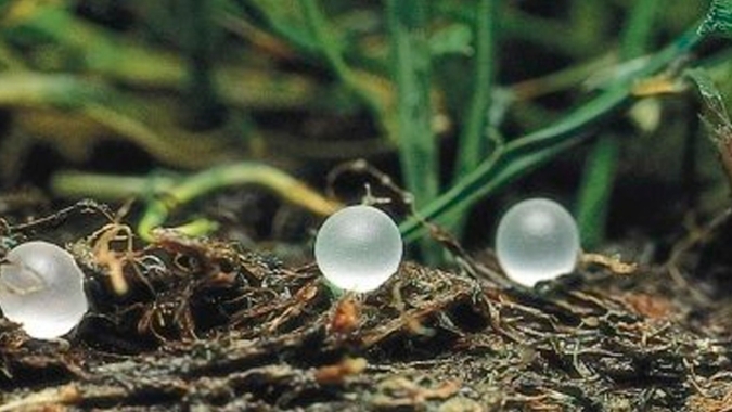 Koch Agronomic Services adquire linhas de produtos com Micronutrientes da Compass Minerals