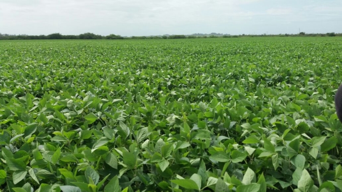 Vazio sanitário da soja vai de 13 de julho a 10 de outubro no Rio Grande do Sul