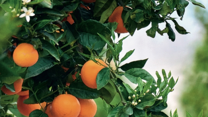 Hortifruti: produtividade média de citrus da temporada 2020/21 deve cair para 790 cx/ha