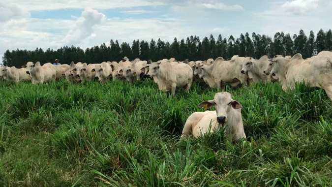 Acrimat apoia encontro para discutir tecnologias da produção e uso de pastagens