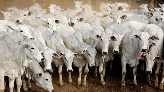 Boi: Animais de pasto já começam a aparecer após o retorno das chuvas no Mato Grosso do Sul