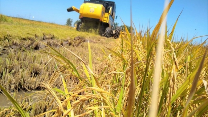 Abertura da Colheita do Arroz debate benefícios da pecuária para os sistemas de produção