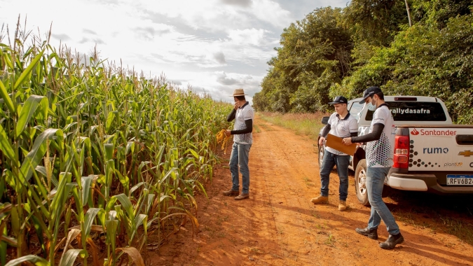 Perdas causadas pelo clima seco reduzem estimativa de milho segunda safra a 65,3 milhões de toneladas