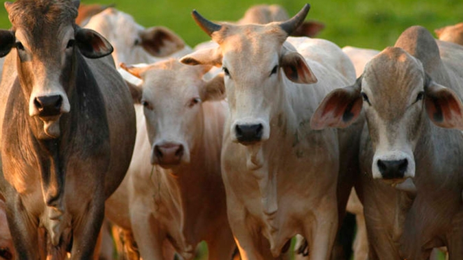 Lei que atualiza regras sobre a entrada de bovinos e bubalinos vindos de outros estados é sancionada