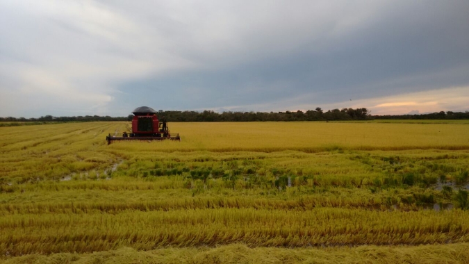 Federarroz: Expofeira de Pelotas recebe lançamento regional da Abertura da Colheita do Arroz