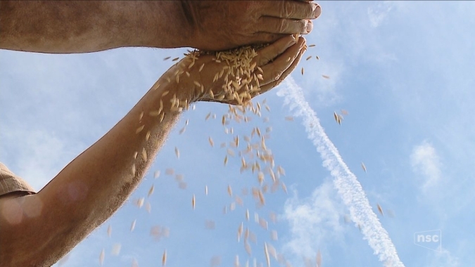 Exportação de arroz requer atenção a requisitos de qualidade e prazos de pagamento