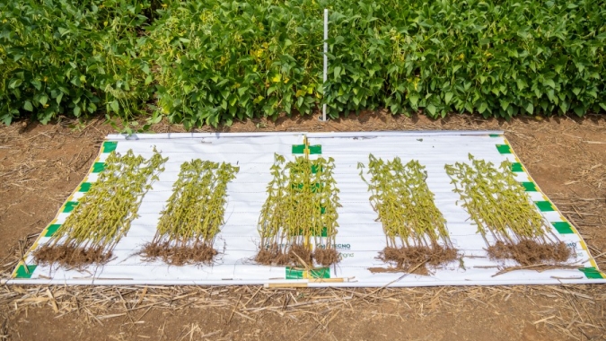 Aprosoja MT divulga material orientativo sobre o controle de plantas daninhas na lavoura em Mato Grosso