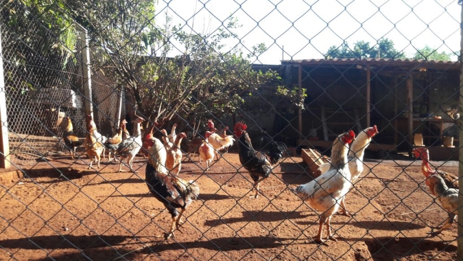 Após cobrança do Sistema FAEP, Itaipu adota ações sanitárias para galinheiros comunitários
