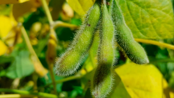 Soja tem manhã positiva nesta 5ª em Chicago e testa altas de dois dígitos na expectativa do USDA