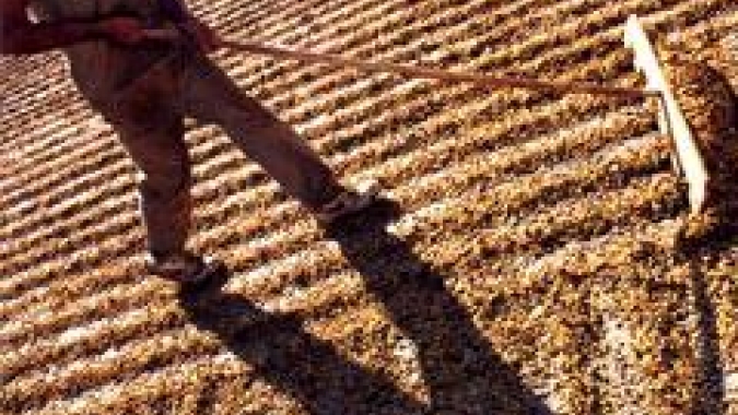 Índia registra aumento nas exportações de café em 2021