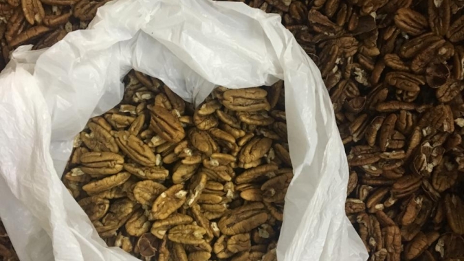 Nogueiras renderão 90% mais pecans após cuidados com umidade e solo do pomar