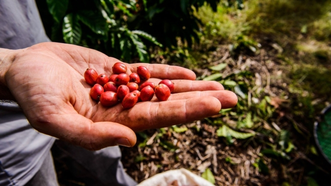 Bolsa de NY encerra a quarta-feira com café praticamente estável