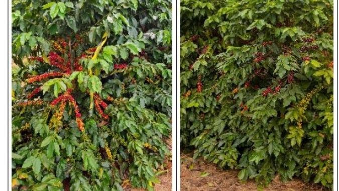 Procafé: Variedades de café com nomes de pássaros voam alto na produtividade