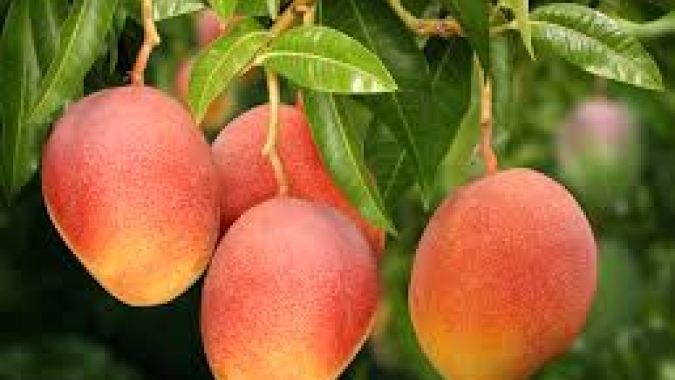 Posicionamento da Abrafrutas sobre anúncio do pacote de medidas do governo federal para o tarifaço dos EUA