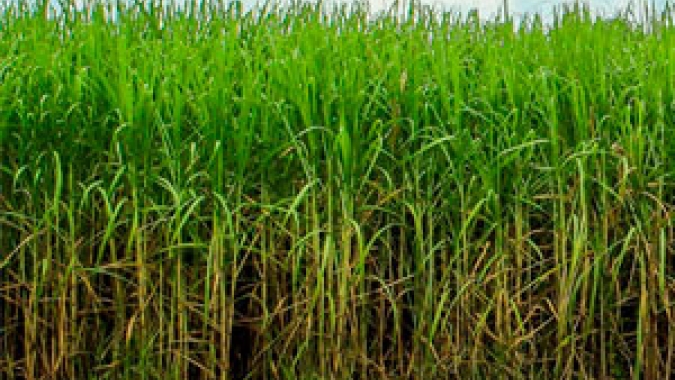 Raízen vê mix de cana em 55% para açúcar 2020/21 e boa produtividade