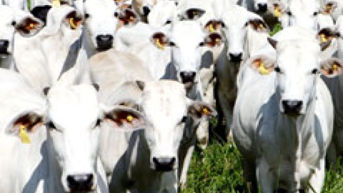 Boi/Cepea: Demanda firme sustenta preços neste início de 2025